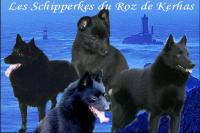 Les m�les du Roz de Kerhas