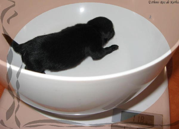 Un beau b�b� de 118g